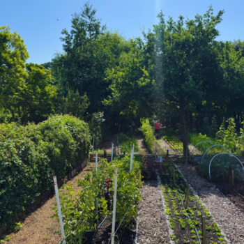 Aldermoor farm in sunshine