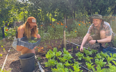 sarah and michael picking salad - 1